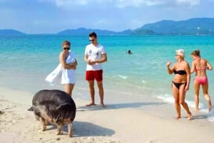 Koh Samui: Dagstur med rosa delfin, griseøya og snorkling