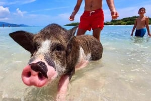 Koh Samui: Dagstur med rosa delfin, griseøya og snorkling