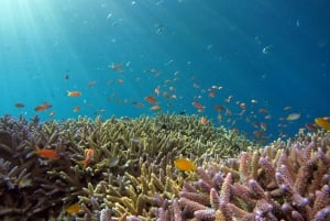 Koh Samui: Dagstur med rosa delfin, griseøya og snorkling