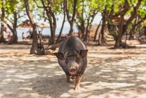 Koh Samui: Dagstur med rosa delfin, griseøya og snorkling