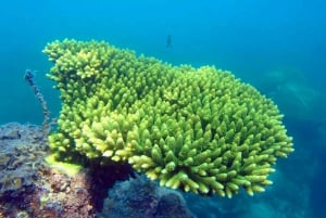 Koh Samui: Dagstur med rosa delfin, griseøya og snorkling