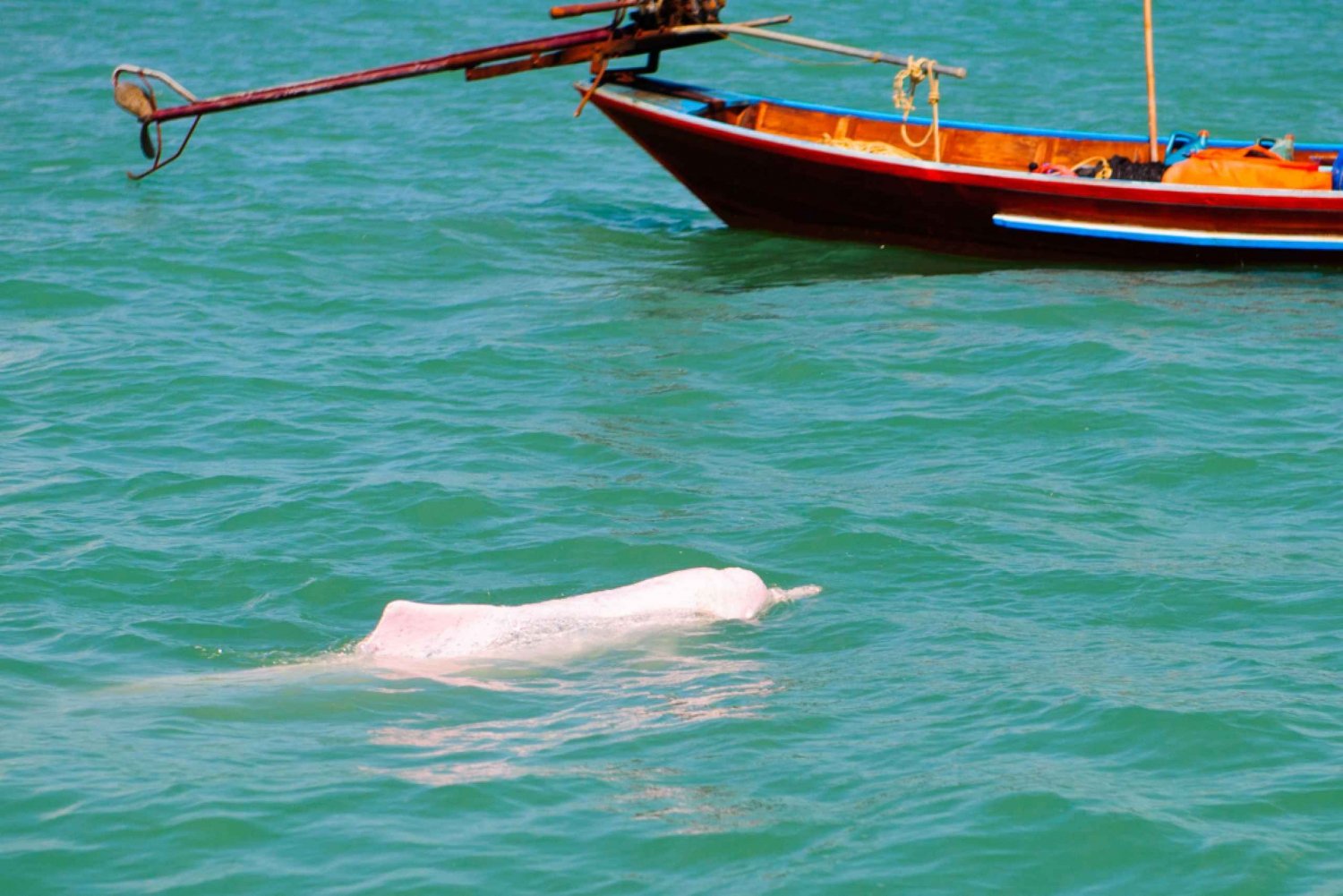 Wycieczka krajoznawcza i nurkowanie z różowymi delfinami na Koh Samui
