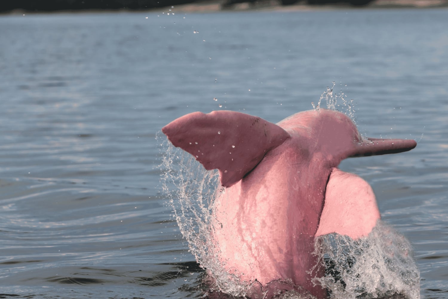 Sightseeing och snorkling med rosa delfiner på Koh Samui