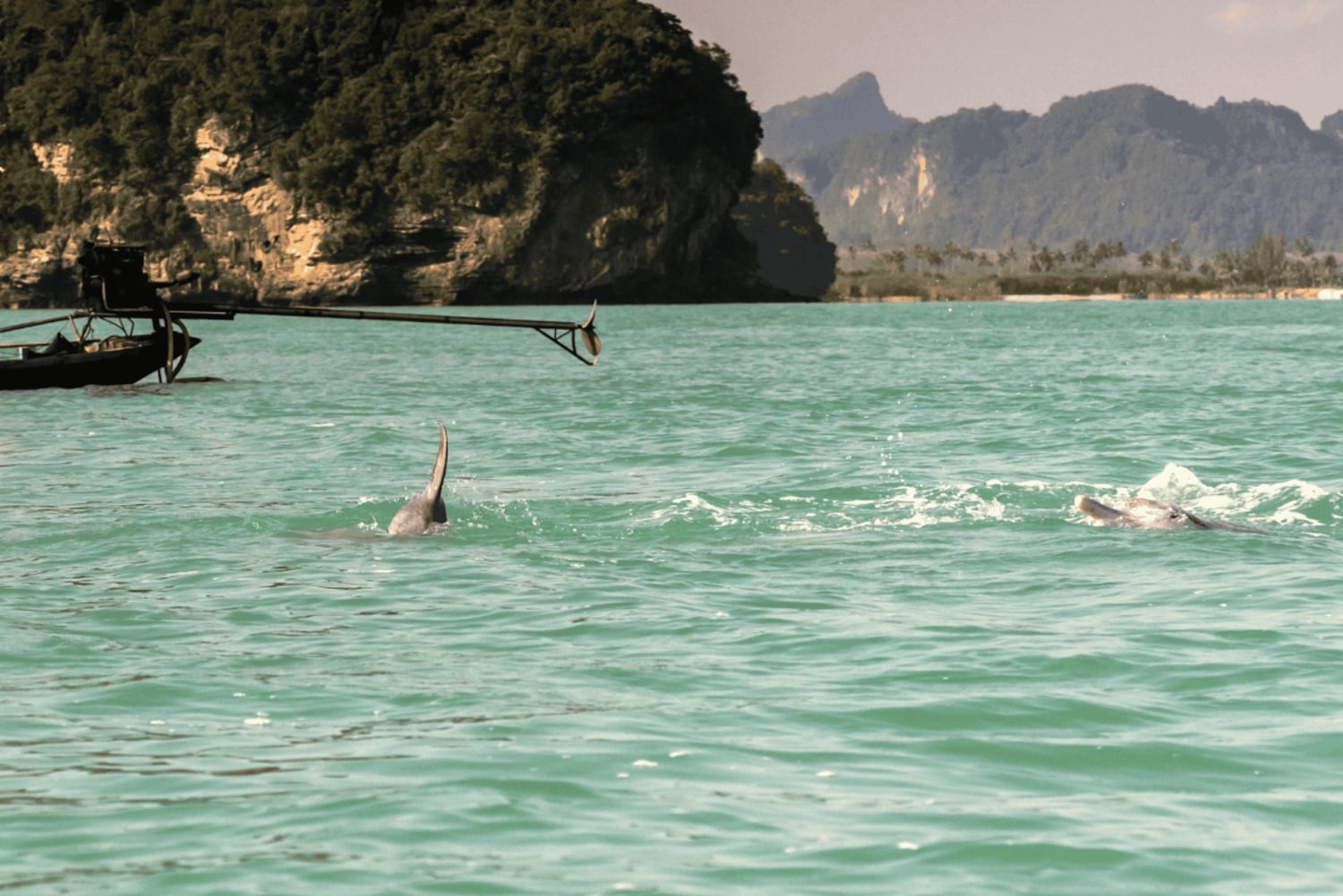 Sightseeing och snorkling med rosa delfiner på Koh Samui