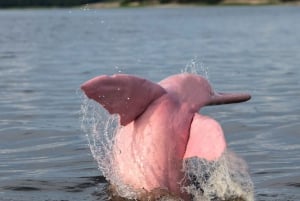Koh Samui Pink Dolphin Sightseeing og snorkeltur