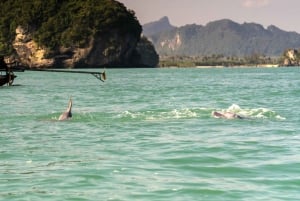 Tour panoramico e snorkeling dei delfini rosa di Koh Samui
