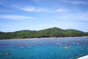 Koh Samui: Pink Dolphin Spotting & Pig Island Speedboat Tour