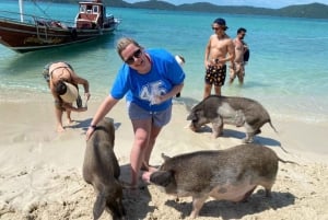 Koh Samui: Spotting av rosa delfiner och speedboattur på Pig Island