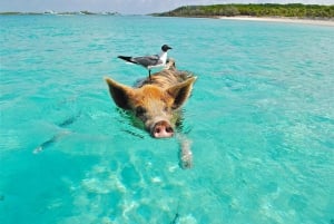 Koh Samui: Pink Dolphin Watching & Snorkeling Tour