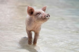 Koh Samui: Pink Dolphin Watching & Snorkeling Tour