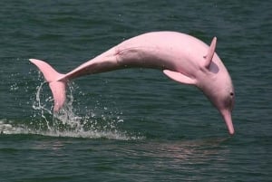 Koh Samui: Pink Dolphin Watching & Snorkeling Tour