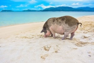 Koh Samui : Circuit privé dans les îles en bateau