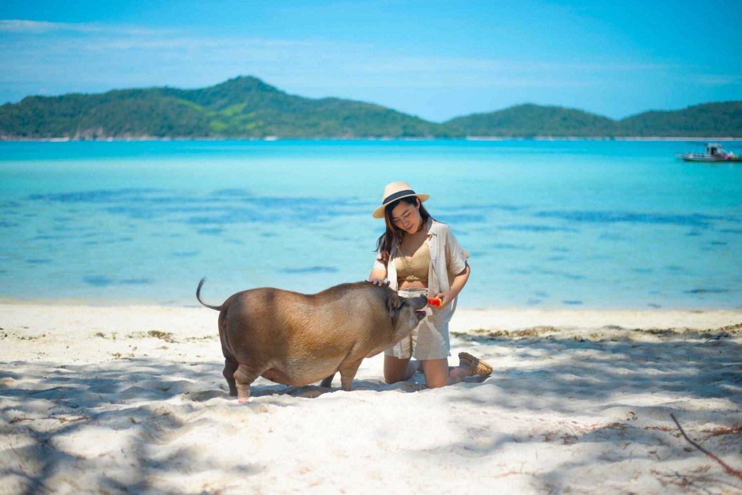 Koh Samui: Excursão privada de cauda longa para Koh Mat Sum (Ilha dos Porcos)