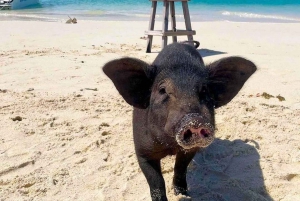 Koh Samui: Private Longtail Tour to Koh Mat Sum (Pig Island)