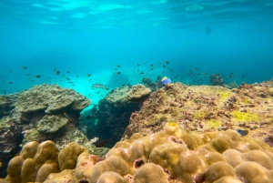 Koh Samui: Private Longtail Tour to Koh Mat Sum (Pig Island)