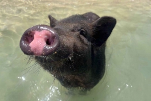 Koh Samui: Private Longtail Tour to Koh Mat Sum (Pig Island)