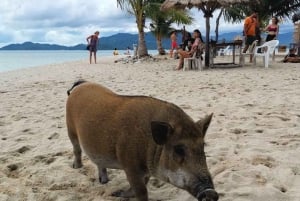 Koh Samui: Excursão privada de cauda longa para Koh Mat Sum (Ilha dos Porcos)