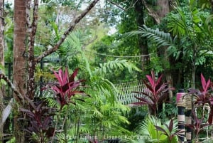 Koh Samui: Samui Zipline Adventure with Transfer service