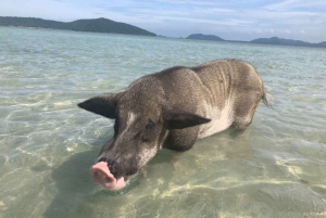 Koh Samui: Sunset Pig island and Snorkeling Koh tan w/dinner