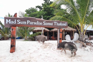 Koh Samui: Sunset Pig island and Snorkeling Koh tan w/dinner