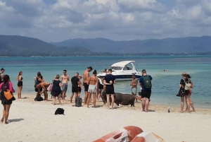 Koh Samui: Sunset Pig island and Snorkeling Koh tan w/dinner