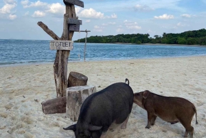Koh Samui: Sunset Pig island and Snorkeling Koh tan w/dinner