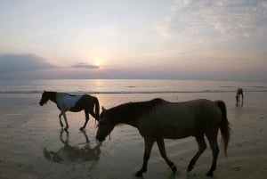 Koh Samui: Sunset Trail Horse Riding on The Beach