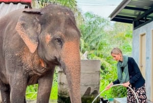 Koh Samui : Visite unique de l'île et du sanctuaire des éléphants avec déjeuner