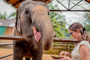 Koh Samui: Unikalna wycieczka lokalna i sanktuarium słoni z lunchem