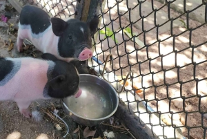 Toegangsbewijs voor Paradise Park Farm met transfer