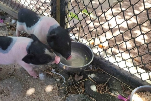 Toegangsbewijs voor Paradise Park Farm met transfer