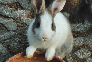 Toegangsbewijs voor Paradise Park Farm met transfer