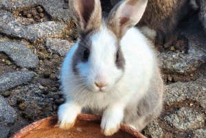 Toegangsbewijs voor Paradise Park Farm met transfer