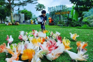 Toegangsbewijs voor Paradise Park Farm met transfer