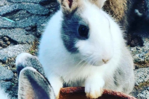 Toegangsbewijs voor Paradise Park Farm met transfer