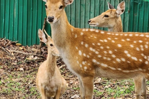 Toegangsbewijs voor Paradise Park Farm met transfer
