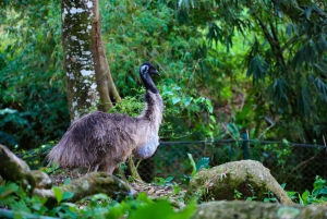 Toegangsbewijs voor Paradise Park Farm met transfer
