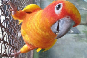 Toegangsbewijs voor Paradise Park Farm met transfer