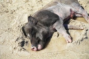Halvdagstur med snorkling på Pig Island (Koh Mudsum) och Koh Tan