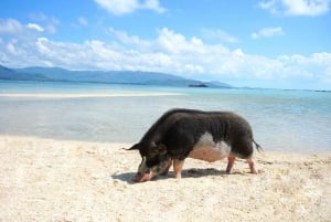 Visite d'une demi-journée de plongée en apnée à Pig Island (Koh Mudsum) et Koh Tan