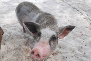Sika saari (Koh Mudsum) ja Koh Tan puoli päivää snorklauskierros