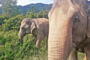 PRIVAT TUR VIP RUNDT PÅ KOH SAMUI HELDAGSTUR