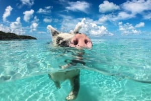 Ko Samui: Privat longtailbåttur til Koh Madsum og Koh Tan