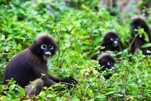 Samui: Angthong National Marine Park dagsudflugt med speedbåd