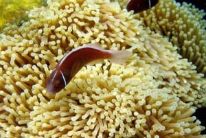 Samui: Angthong National Marine Park dagsudflugt med speedbåd