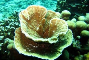 Samui: Angthong National Marine Park dagsudflugt med speedbåd