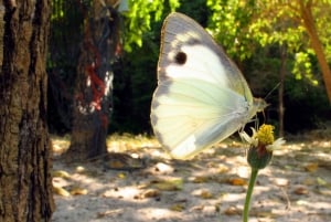 Samui: Angthong National Marine Park dagsudflugt med speedbåd