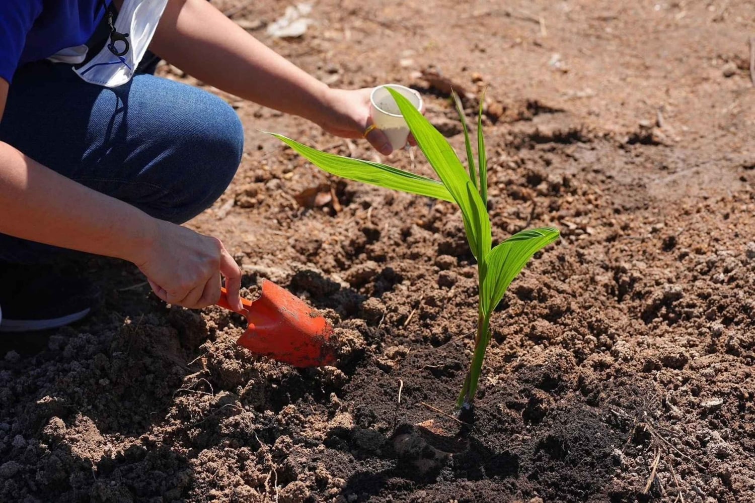 Samui: Kokoskultur og elefanter: en bærekraftig reise