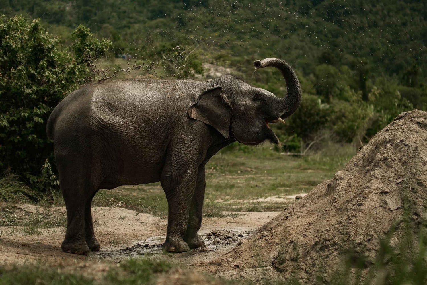 Samui: Kokoskultur og elefanter: en bærekraftig reise