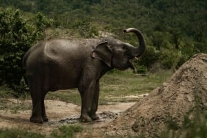 Samui: Kokoskultur og elefanter: en bærekraftig reise